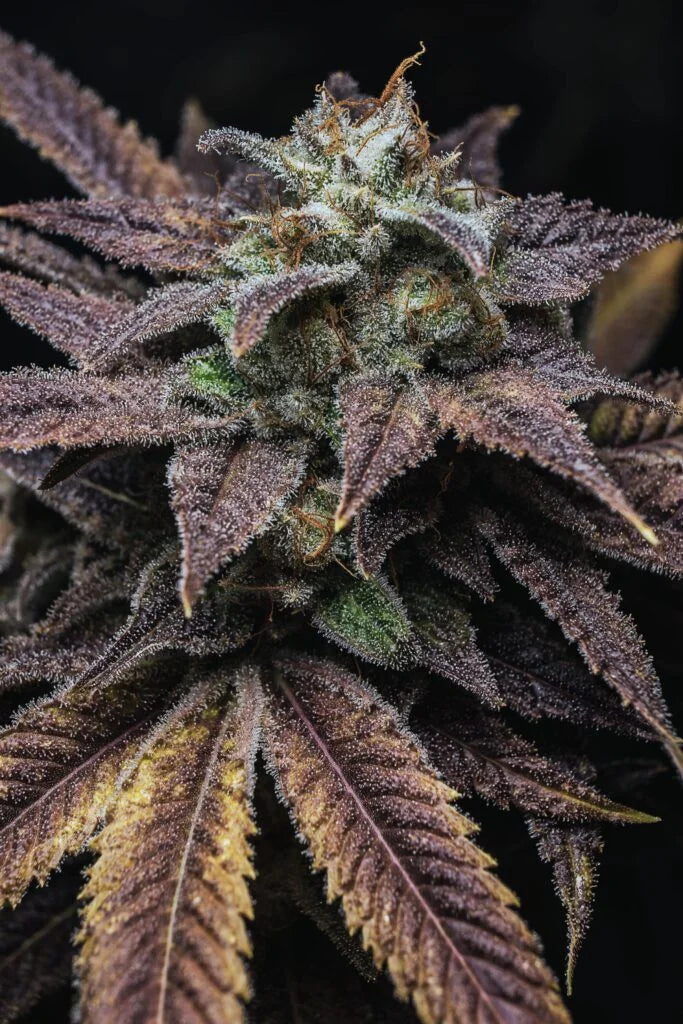 The Science of Chill: How CBD Interacts with Your Endocannabinoid System