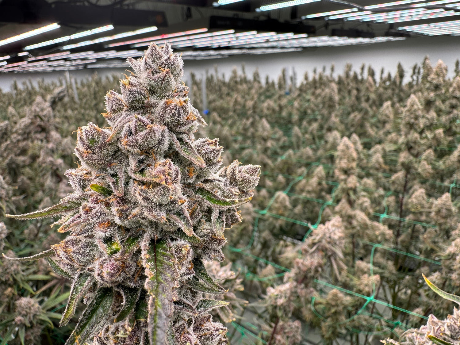THCa Flower: The Ultimate Guide to Premium Hemp Flower in 2025