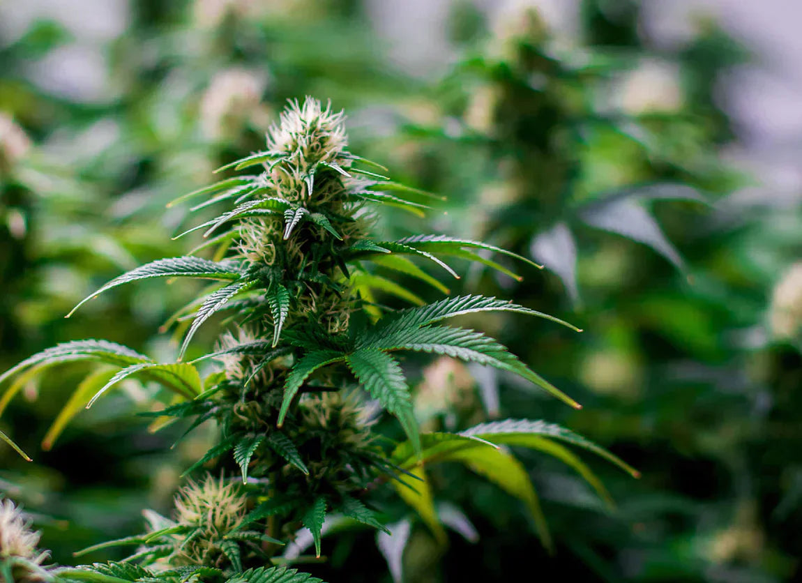 Your Complete Guide to Cannabinoids: Delta 9, Delta 8, THCa, and CBD Explained